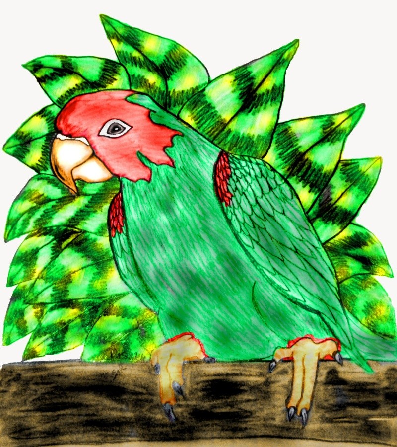 My Parrot Drawing and colored Rosa2010