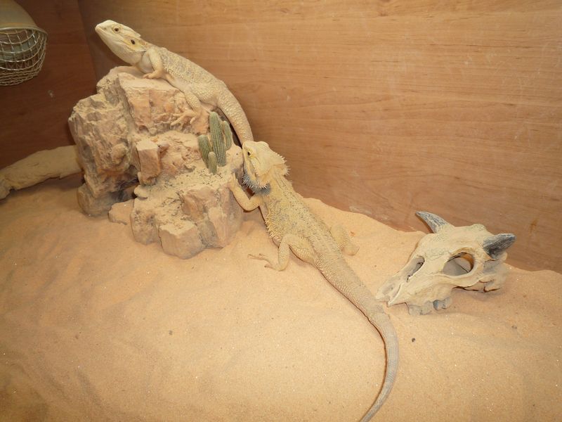 mon couple de pogona vitticeps ! - Page 5 P1010713