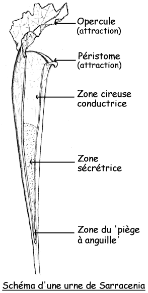 Le genre Sarracenia Sar-pi10