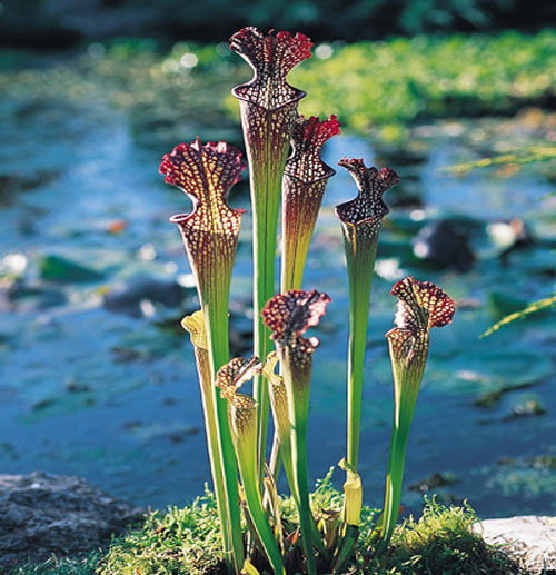 Le genre Sarracenia Sarrac10