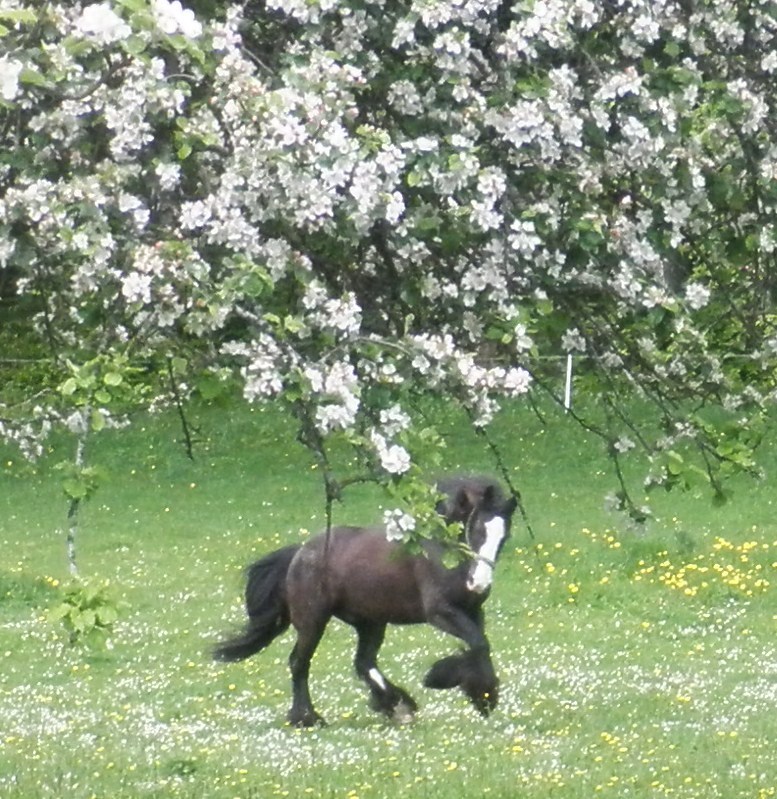 Sous les pommiers en fleurs 04610