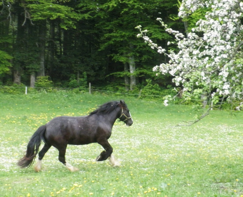 Sous les pommiers en fleurs 07411