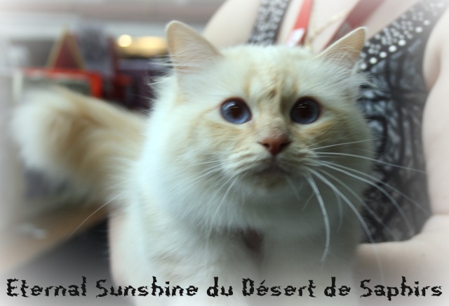 Eternal Sunshine du Désert de Saphirs - Page 7 07-11-54