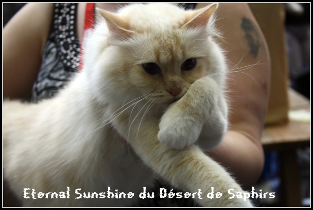 Eternal Sunshine du Désert de Saphirs - Page 7 07-11-61