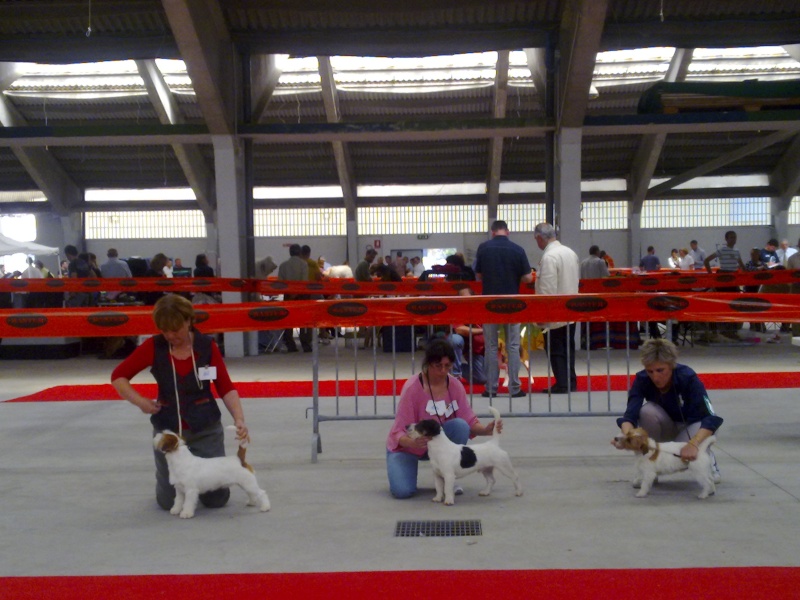 7 Giugno Esposizione Nazionale Canina Codogno - Pagina 6 07062016