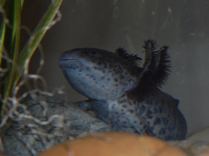 LES AMIS AQUARIOPHILES DE GOUESNOU EN ARDECHE A VIVIERS !!! Csc_0410