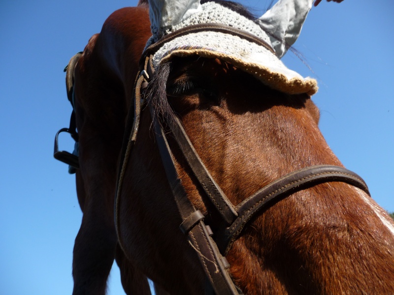 CONCOUR PHOTO...Grimace de chevaux ! P1000613