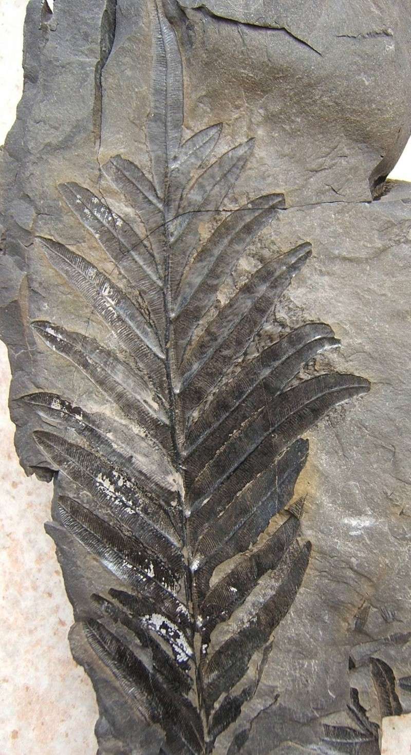 Alethopteris Sternberg 1825. Aletho10