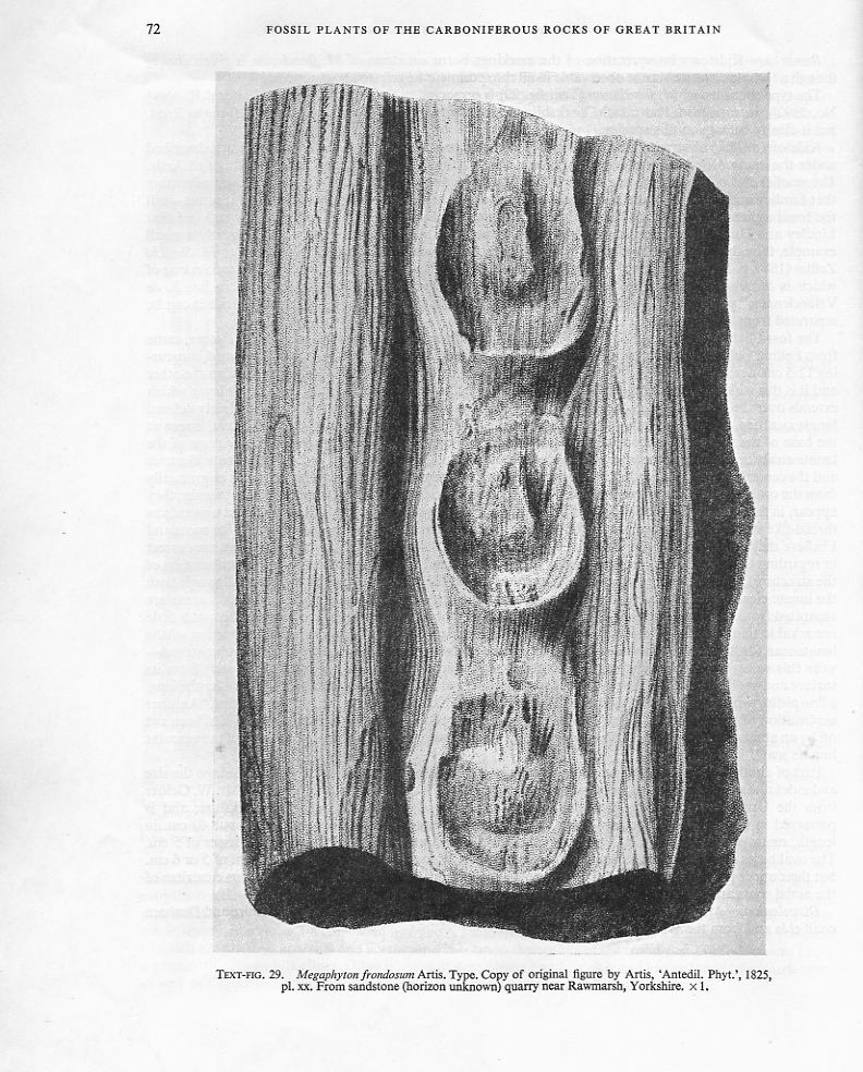 Megaphyton Artis , 1825 . Hagiophyton Corsin ,1948.  File2510