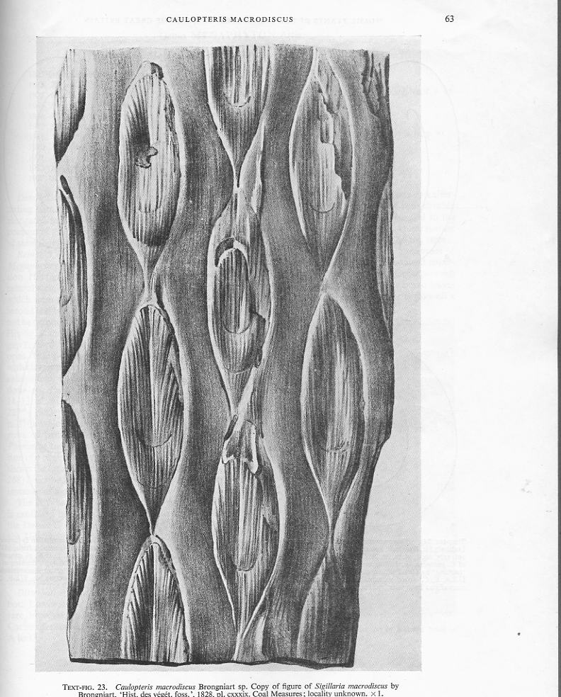 Ptychopteris Corda , 1845 . File2511