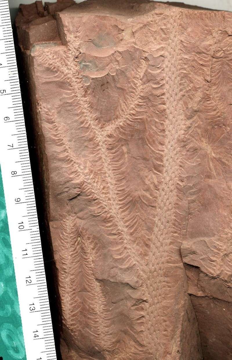 Lepidodendron Sternberg , 1820 . File2610