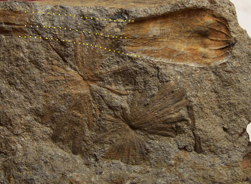 Trigonocarpus Pachytesta Hexagonocarpus Fossil10
