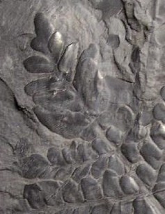 Neuropteris ovata Hoffmann . Cyclopteris Brongniart , 1830. Fossil11