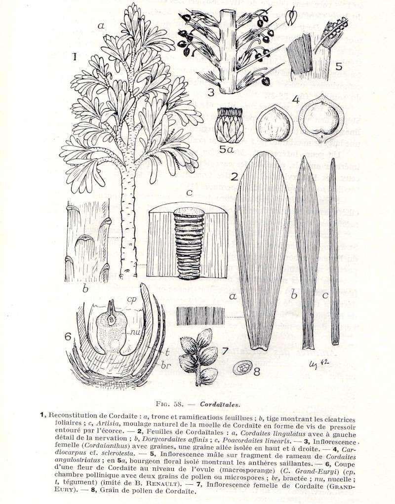 Cordaites Unger , 1850. Img17510