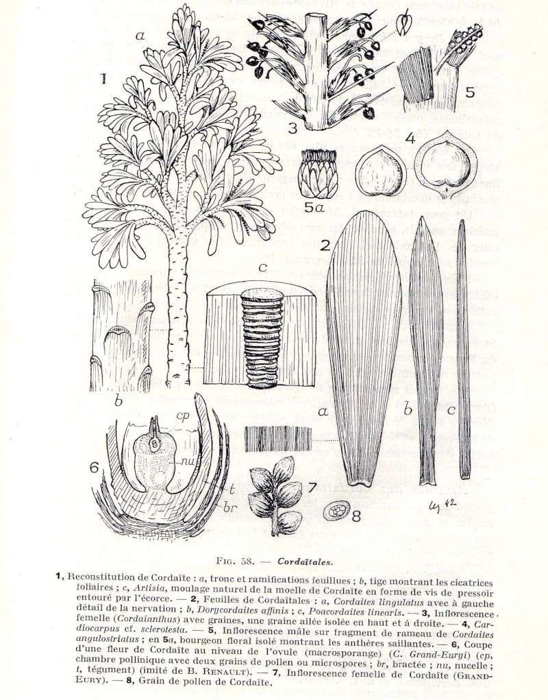 Cordaites Unger , 1850. Img17510