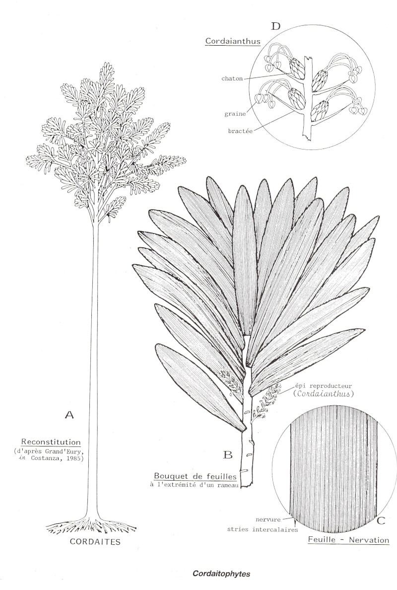 Cordaites Unger , 1850. Img24710