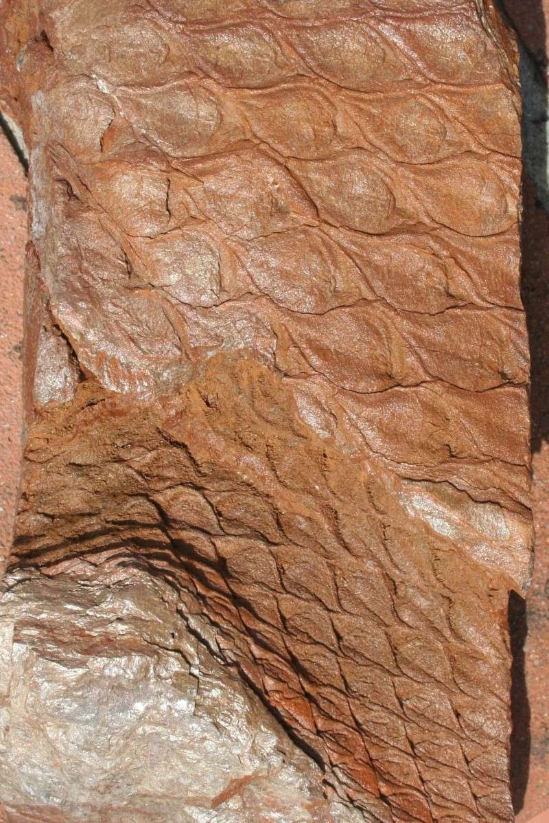 Lepidodendron Sternberg , 1820 . Img_2611