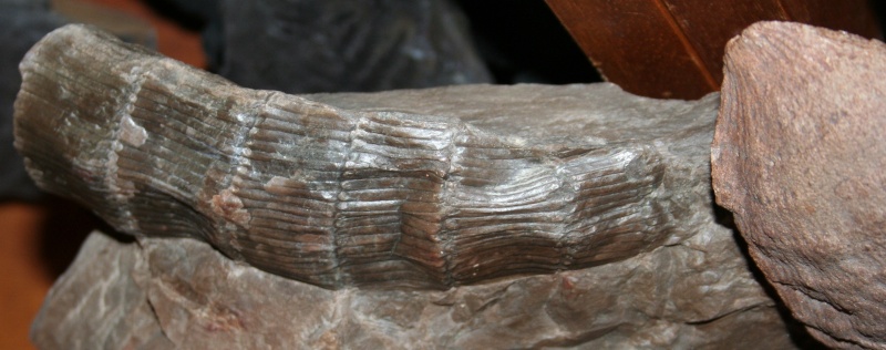 Calamites Schlotheim ,1820. Annularia sternberg , 1822 . Img_4915
