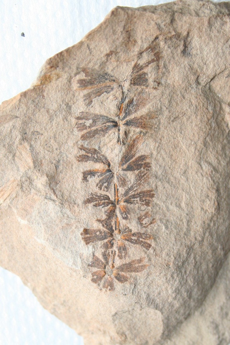 Sphenophyllum Koening , 1825. Img_7310