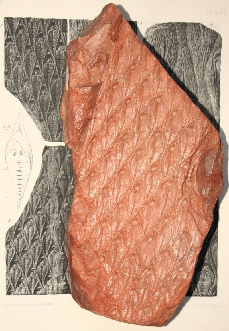 Lepidodendron Sternberg , 1820 . Img_7816