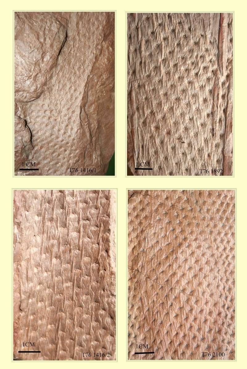 Lepidodendron Sternberg , 1820 . Lepido17