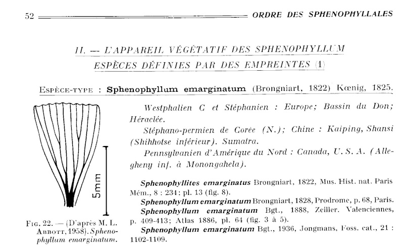 Sphenophyllum Koening , 1825. P52_iv10