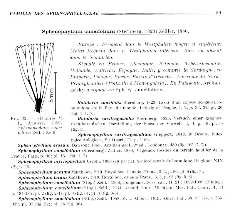 Sphenophyllum Koening , 1825. P59_iv10