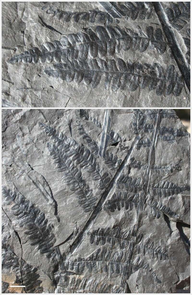 Pecopteris (Brongniart ) , Sternberg 1825. - Page 2 Pecop_14