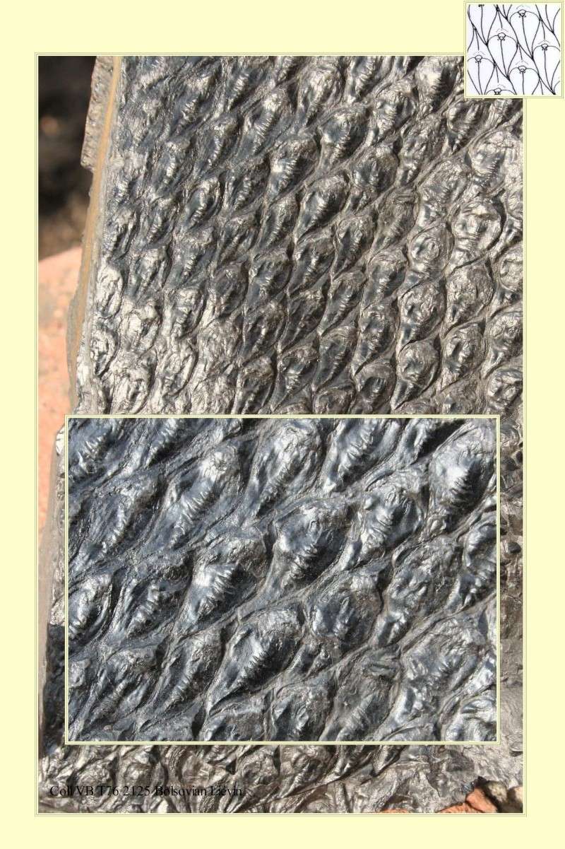 Lepidodendron Sternberg , 1820 . Pl_510