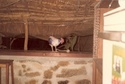 ( N° 02) Photos du séjour en Centre-Afrique décembre 1983 . ( Photos de FONCK) 2centr10