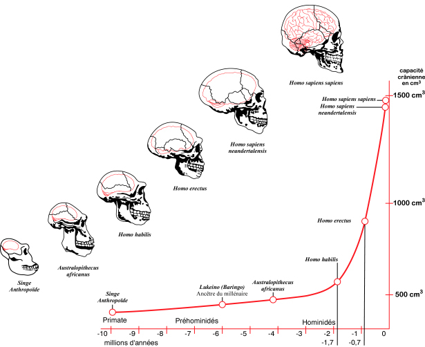 Recherches étude cerveau/technique Cervea10