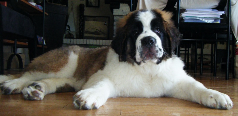 FEMELLE SAINT BERNARD A ADOPTER 811