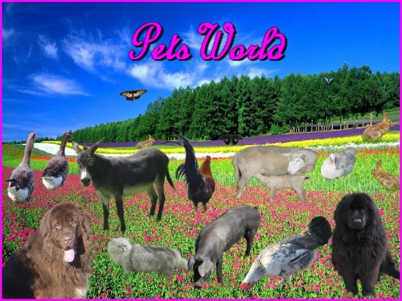 PetsWorld