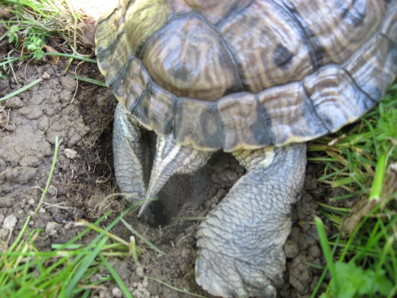 Red eared slider laying eggs Img_0214