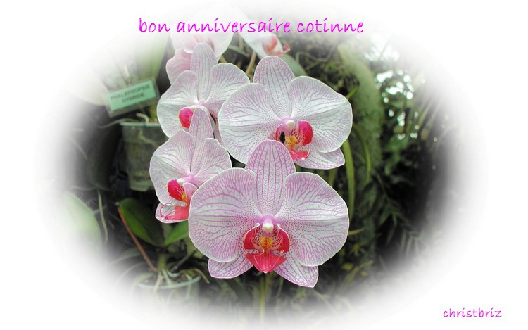 Bon Anniversaire Cotinne Orchid12