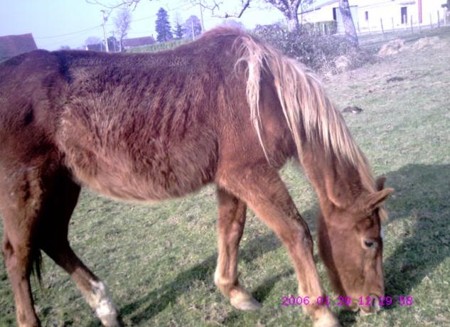 Mort d'un vieux cheval de 23 ans ... Gsg10