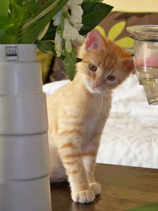 Simba (Pixel), chaton roux 2 mois à mi Mai - Page 2 100_2213