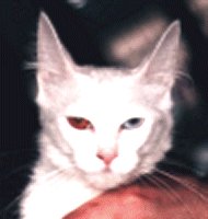 Turkish Angora Neige10