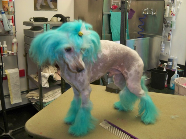 chinese crested Green_10