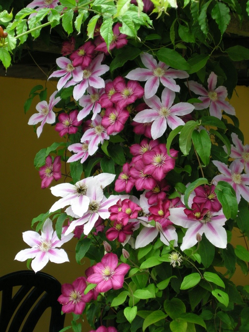 les fleurs de nos jardins 2007-010