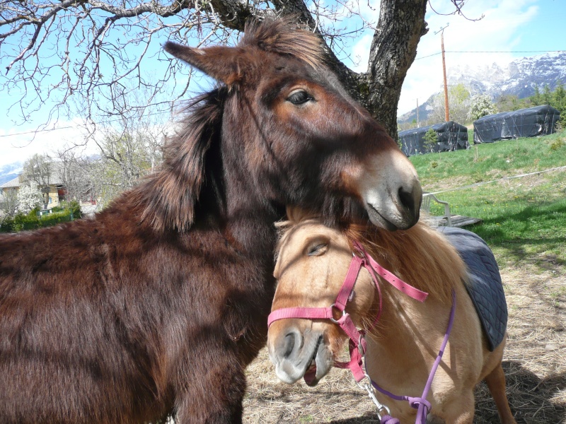 mes petits bonheurs .... P1020121