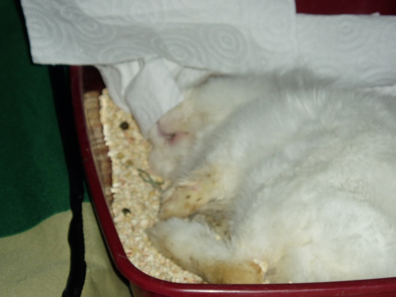 Comment dorment vos lapins? Photos à l'appui :) - Page 17 P1010221
