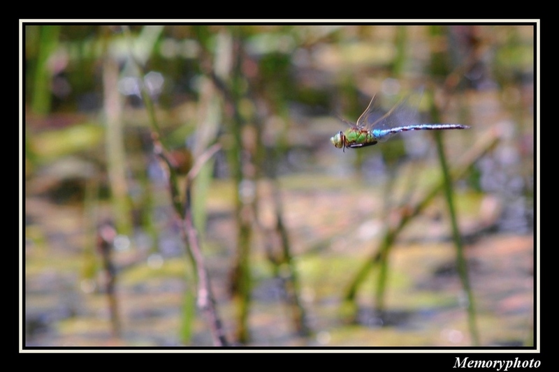 petites photos de mes sorties 2009...en attendant les 2010... Libell10