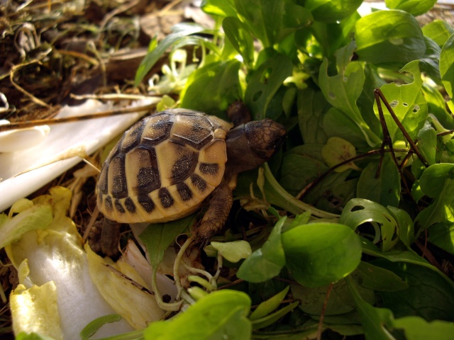 mes bébé tortue Imgp8525