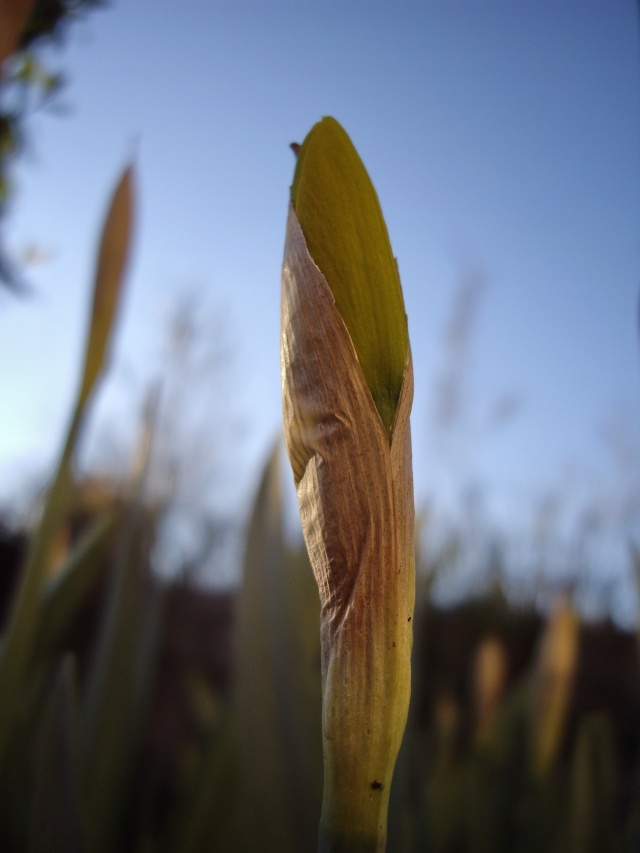 floraison fin fevrier Imgp8915