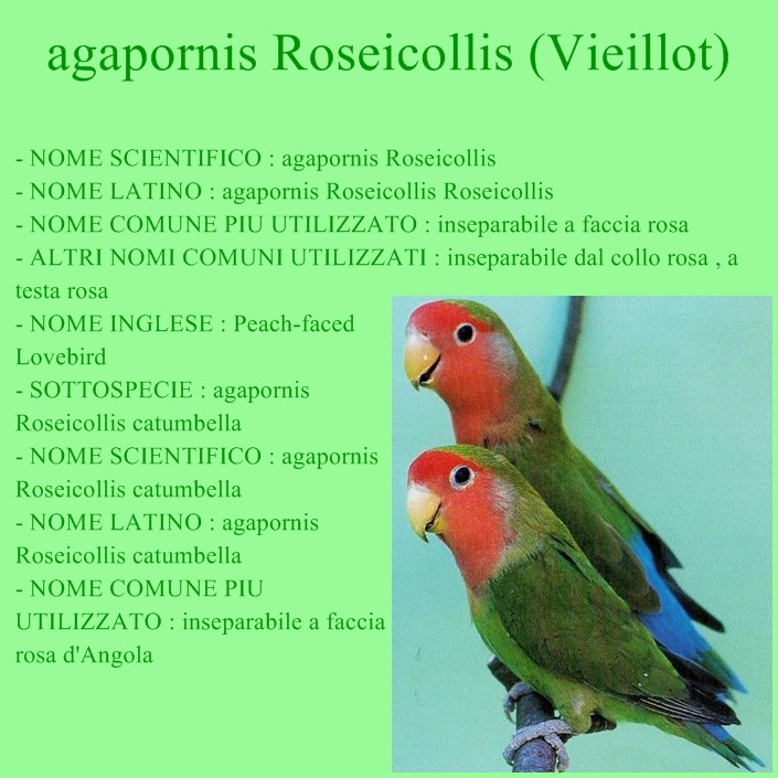 L'agapornis Roseicollis Sched149