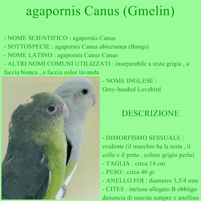 L'agapornis Canus Sched153