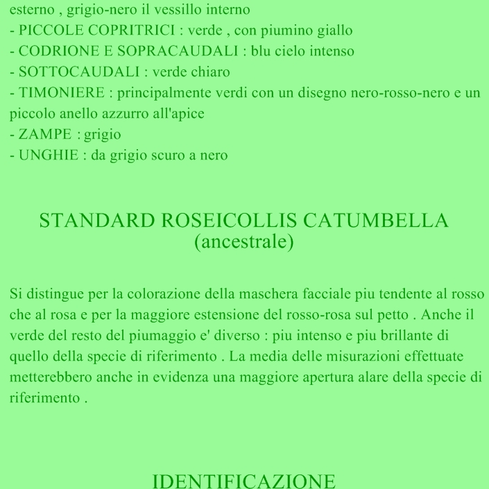L'agapornis Roseicollis Sched161