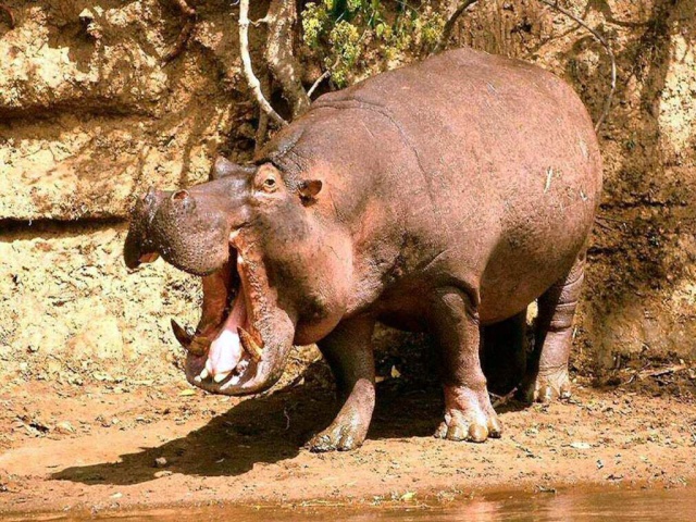 [   Hipopotamo-pigmeu   ] Hipooo10