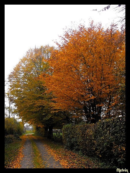 l'automne du nord, du sud, du centre, beau partout!   Dscf8211